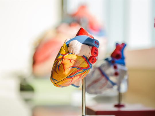 Ein anatomisches Modell eines menschlichen Herzens, das detailliert die verschiedenen Blutgefäße und Strukturen darstellt.